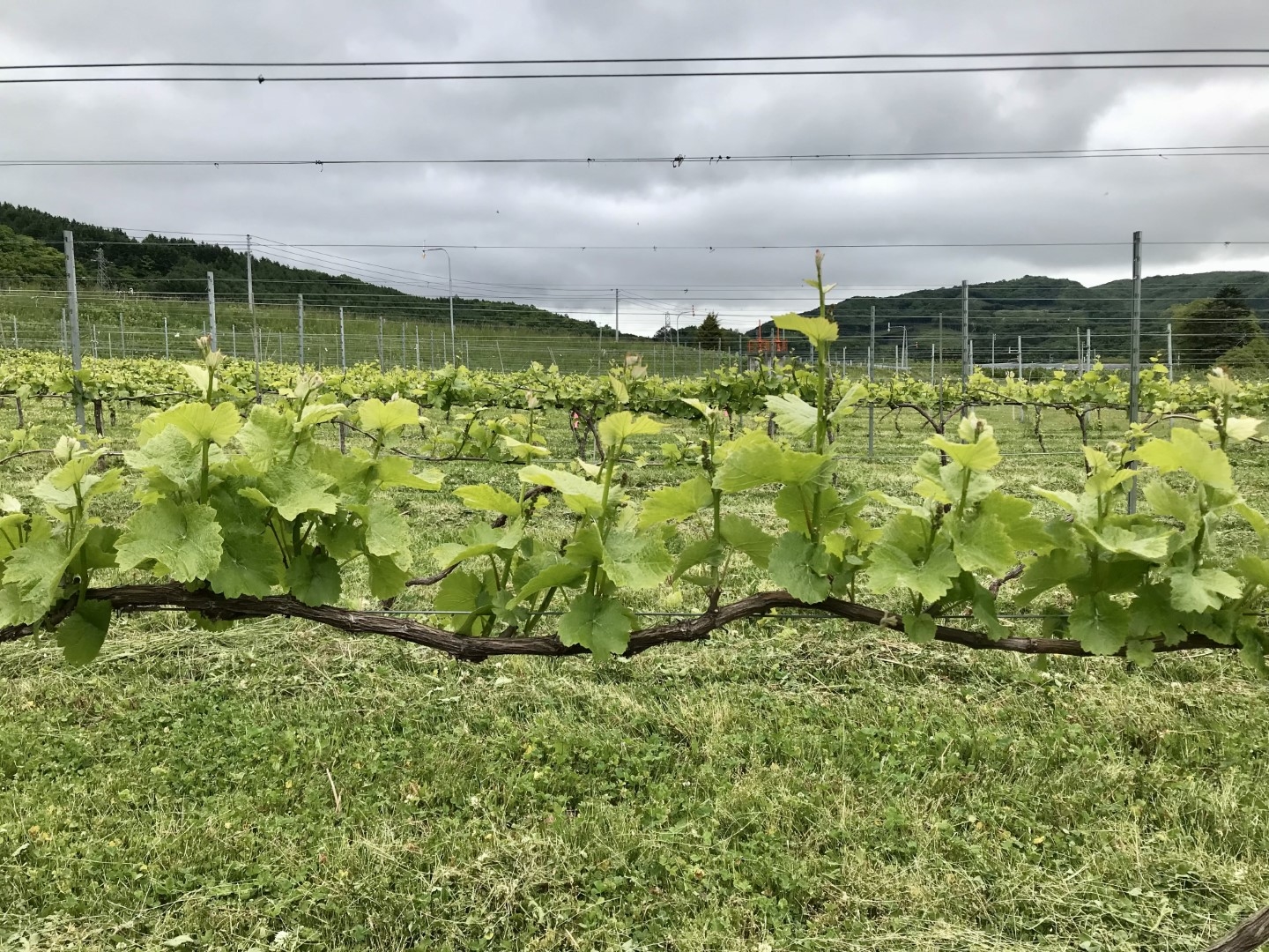 20220630_ks_wine_5.jpg