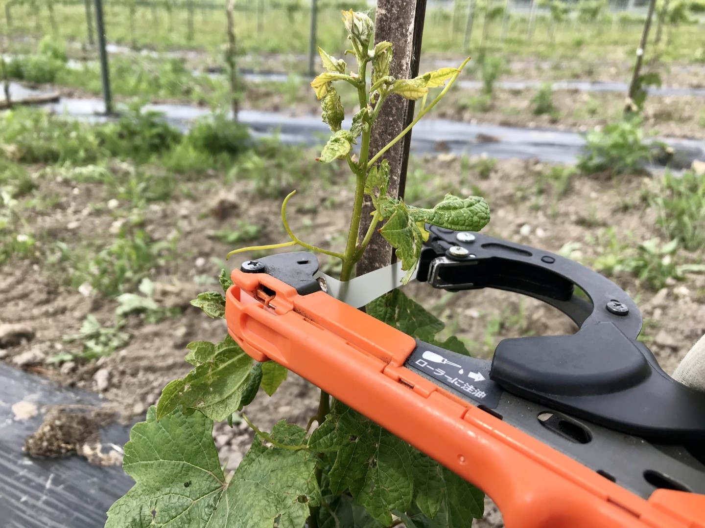 20220630_ks_wine_6.jpg