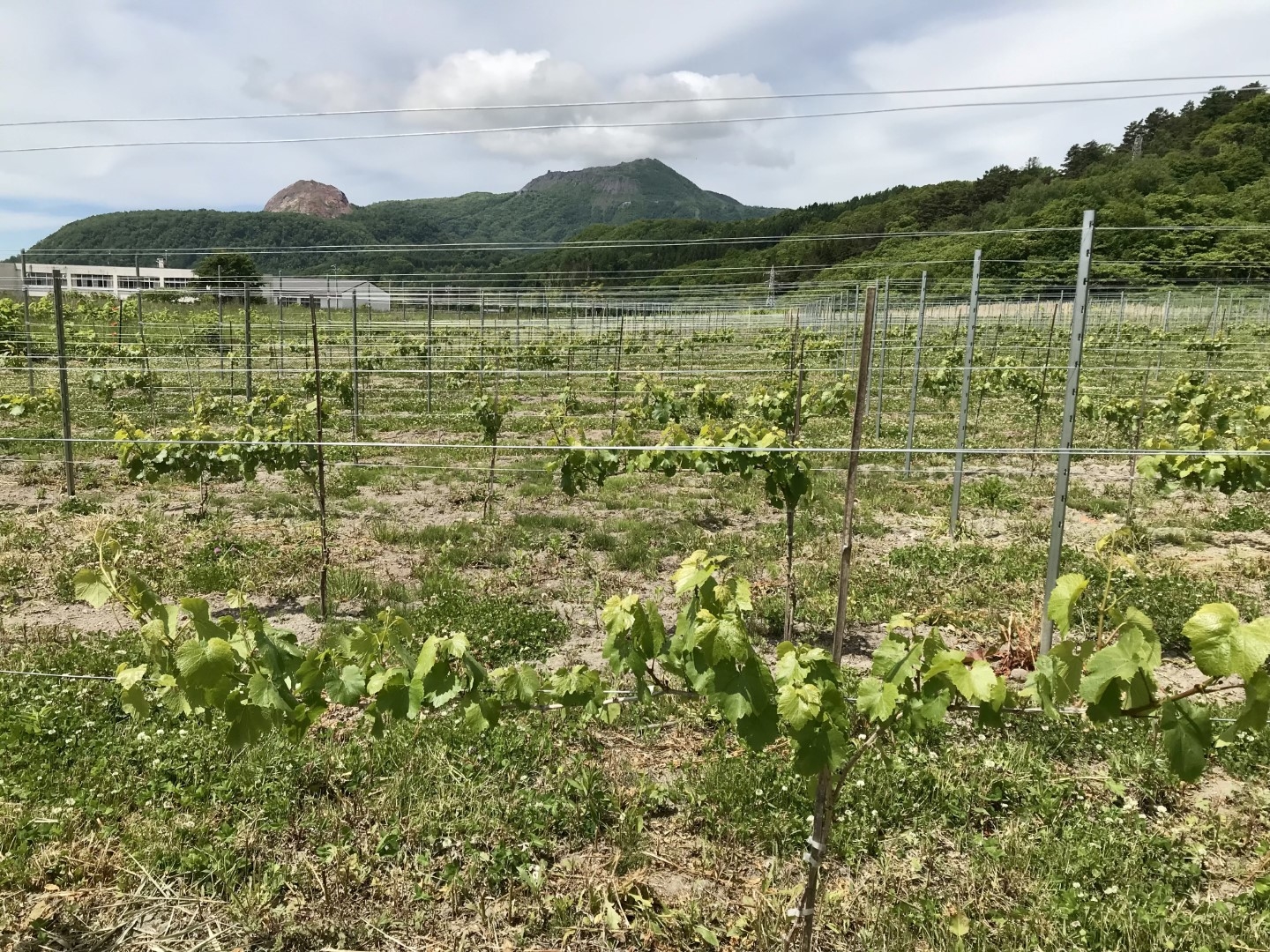 20220630_ks_wine_7.jpg