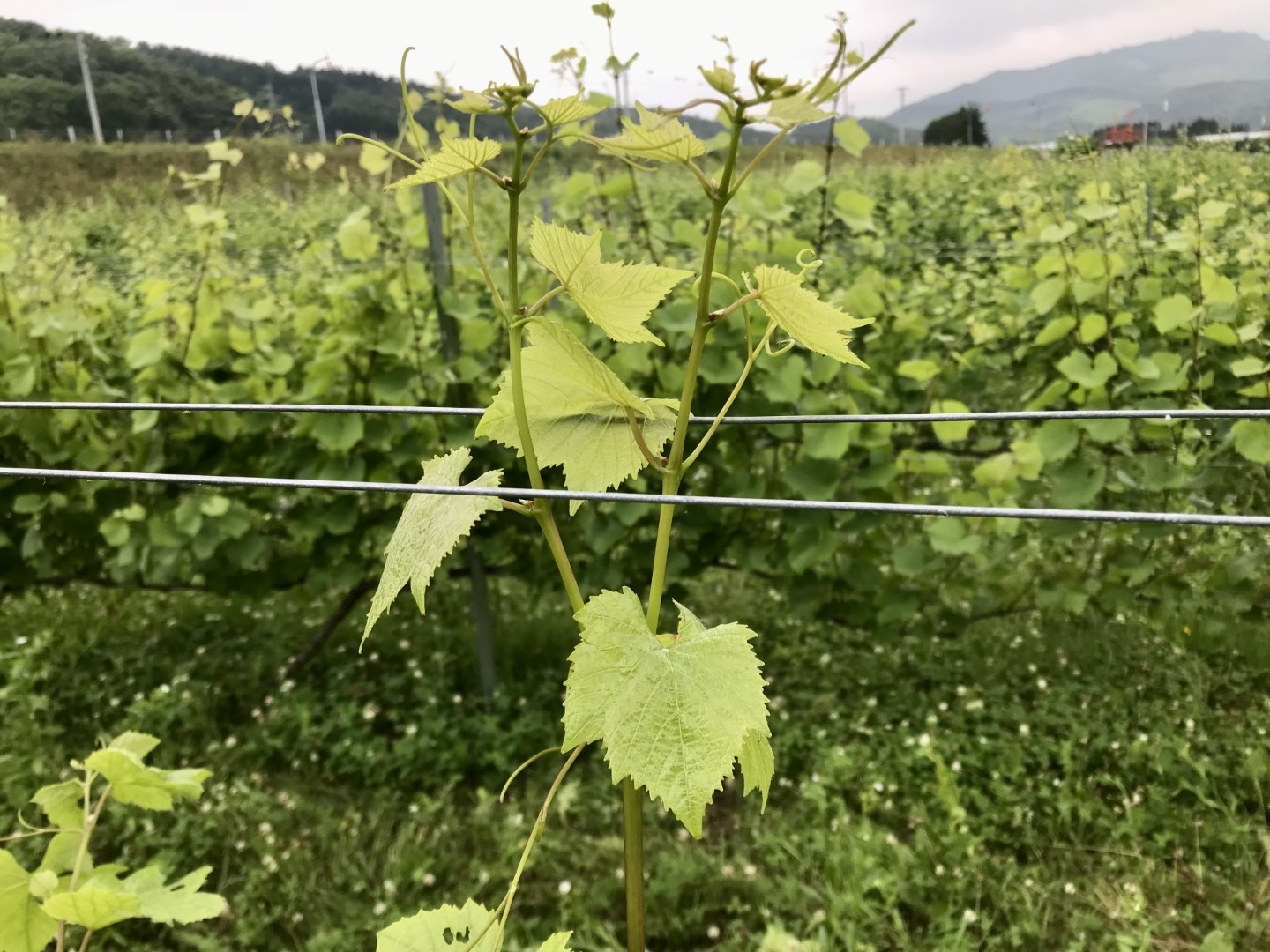 20220727_ks_wine2.jpg