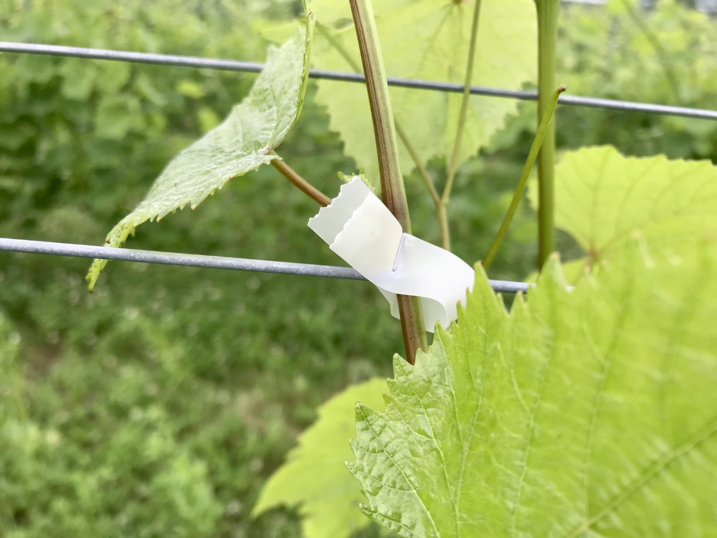 20220727_ks_wine3.jpg