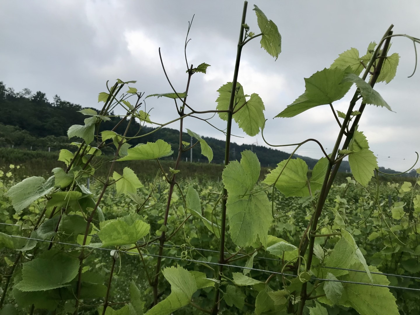 20220727_ks_wine4.jpg