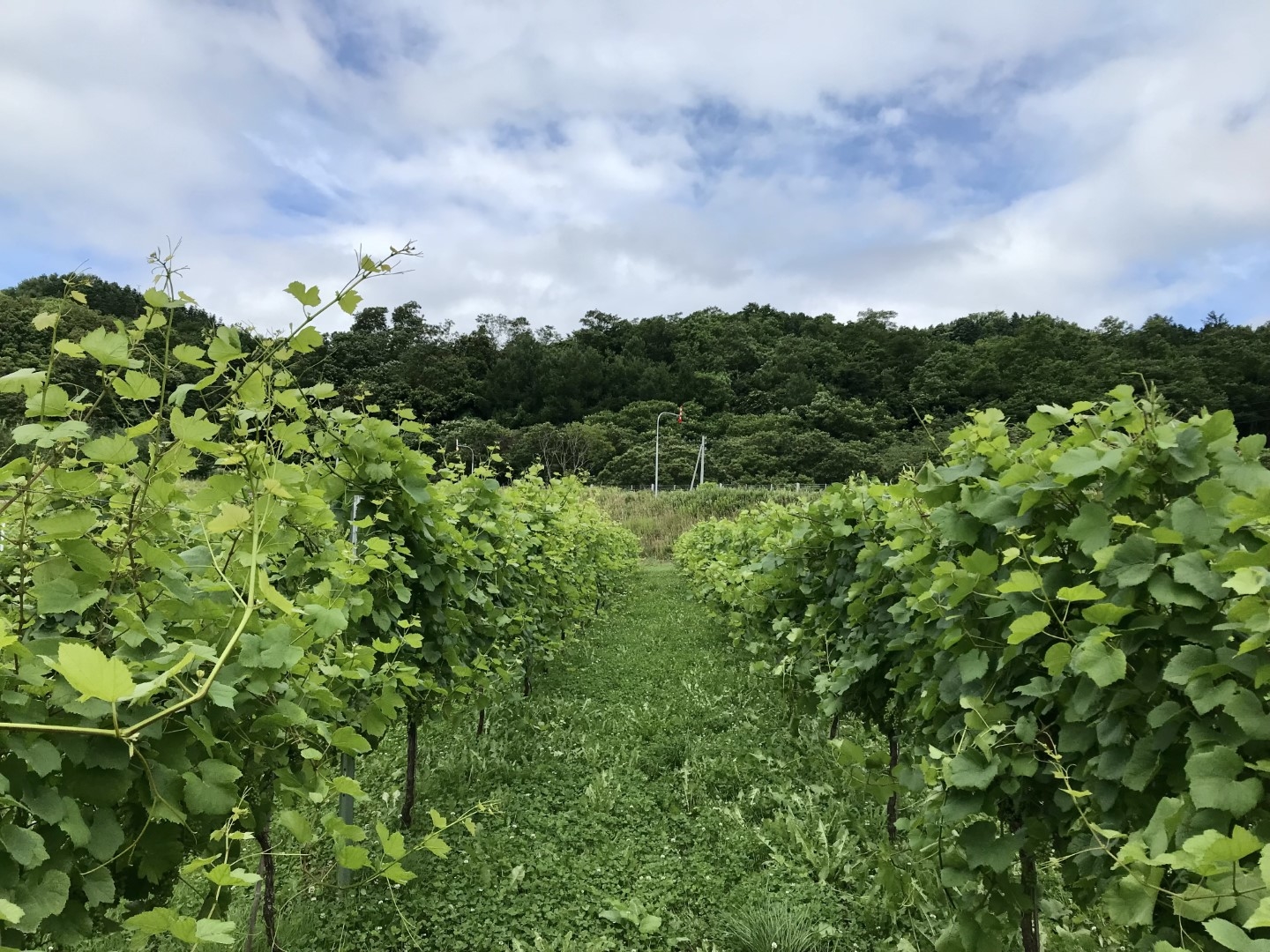 20220831_ks_wine1.jpg