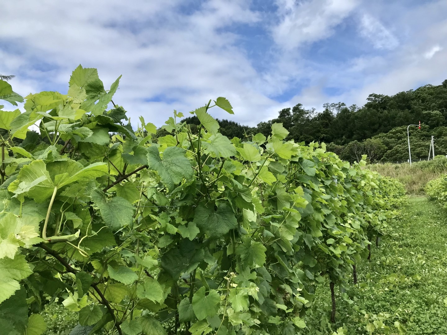 20220831_ks_wine3.jpg