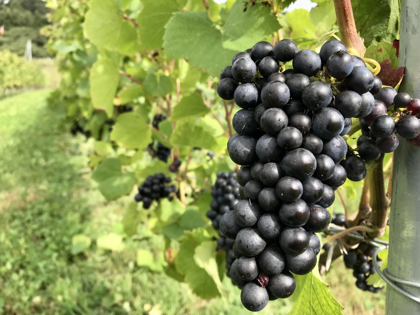 20220929_ks_wine_1.jpg