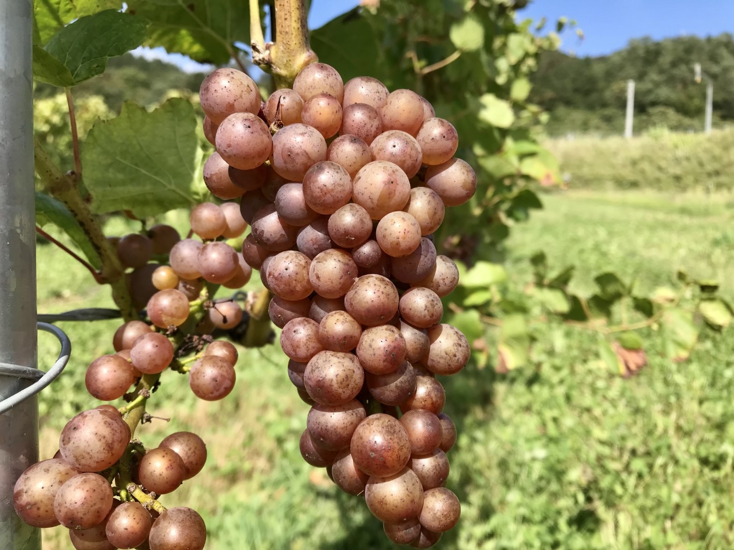 20220929_ks_wine_2.jpg