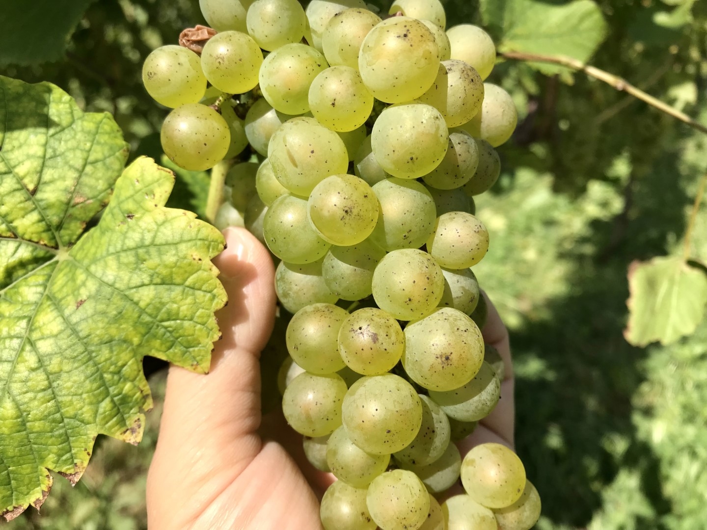 20220929_ks_wine_3.jpg