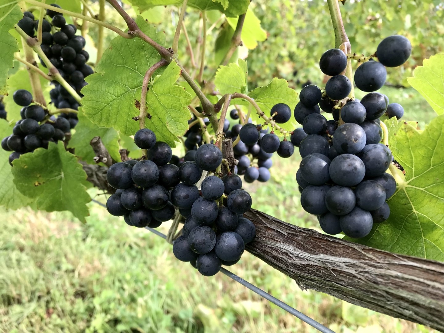 20220929_ks_wine_4.jpg