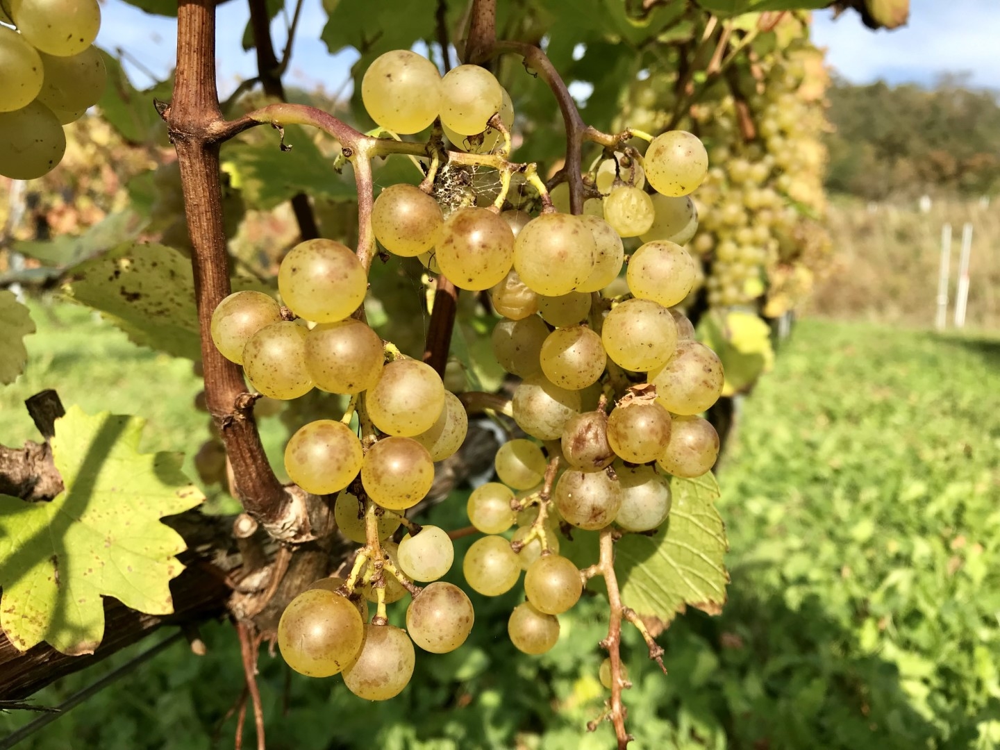 20221026_ks_wine1.jpg