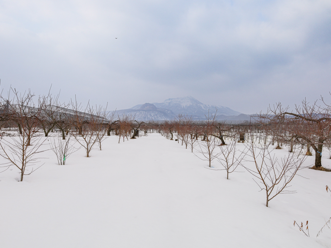 230330_mf_coffeeinorchard.jpg