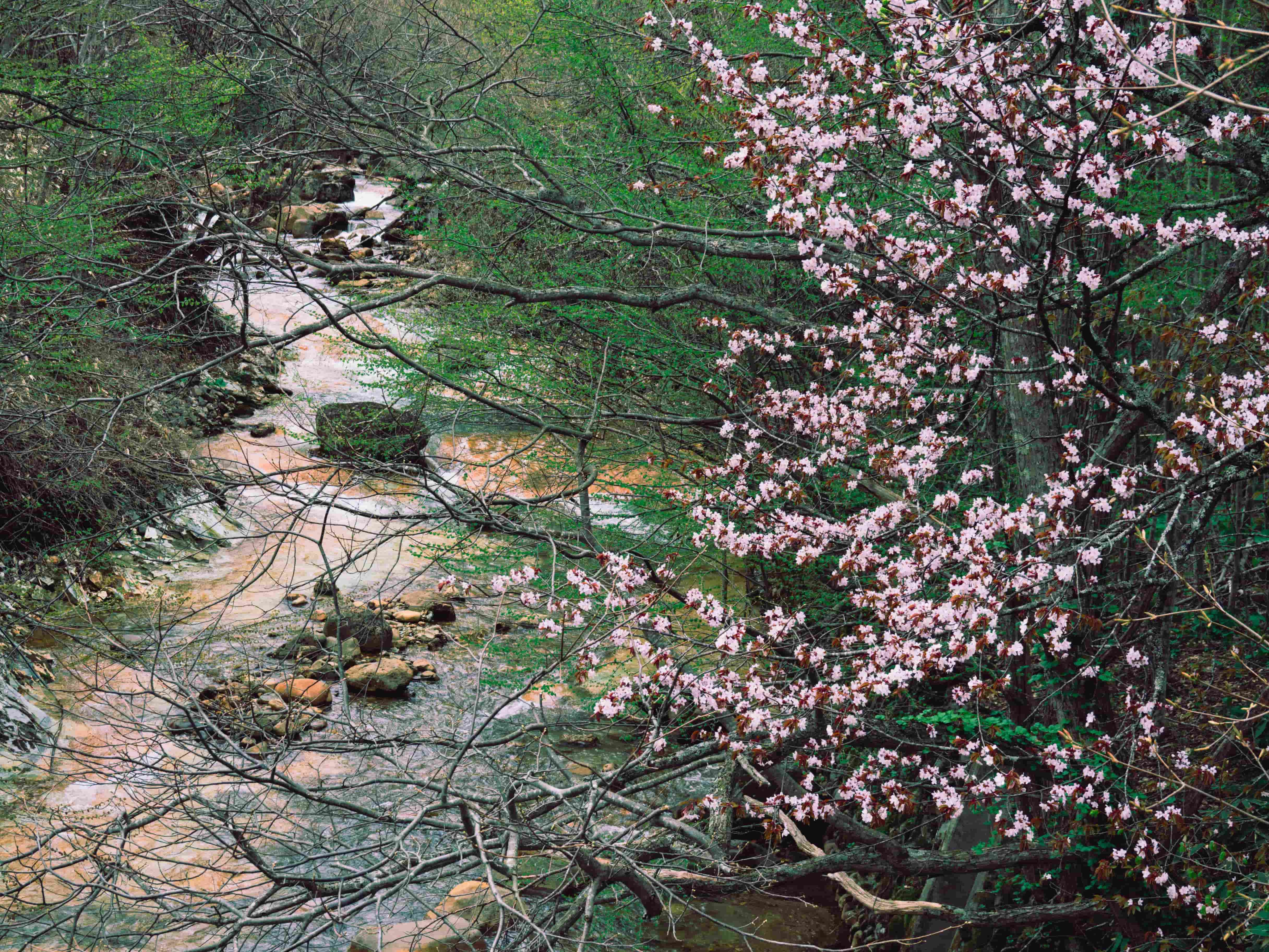 240430_tk_harugeshiki.jpg