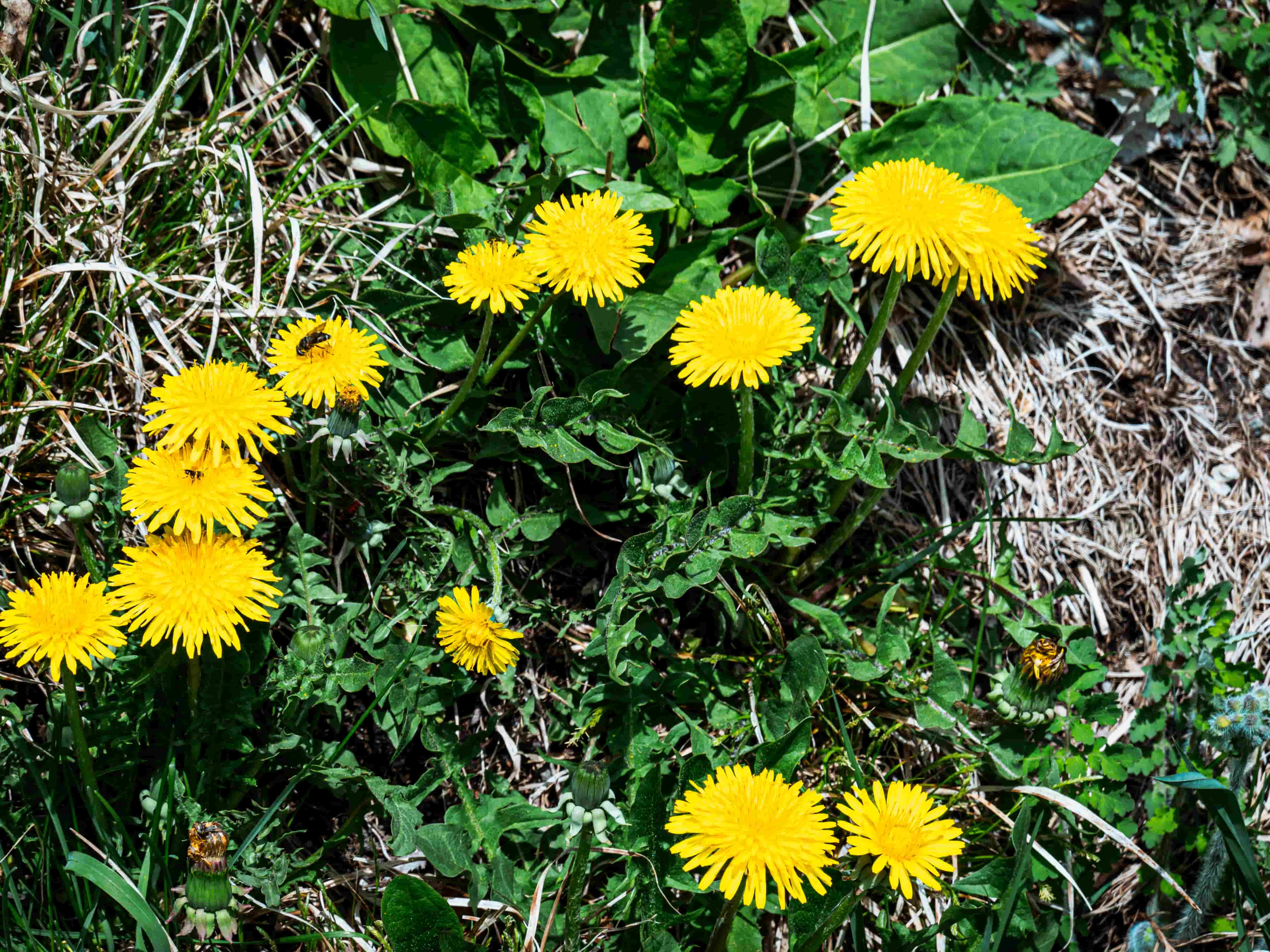 240430_tk_tanpopo.jpg