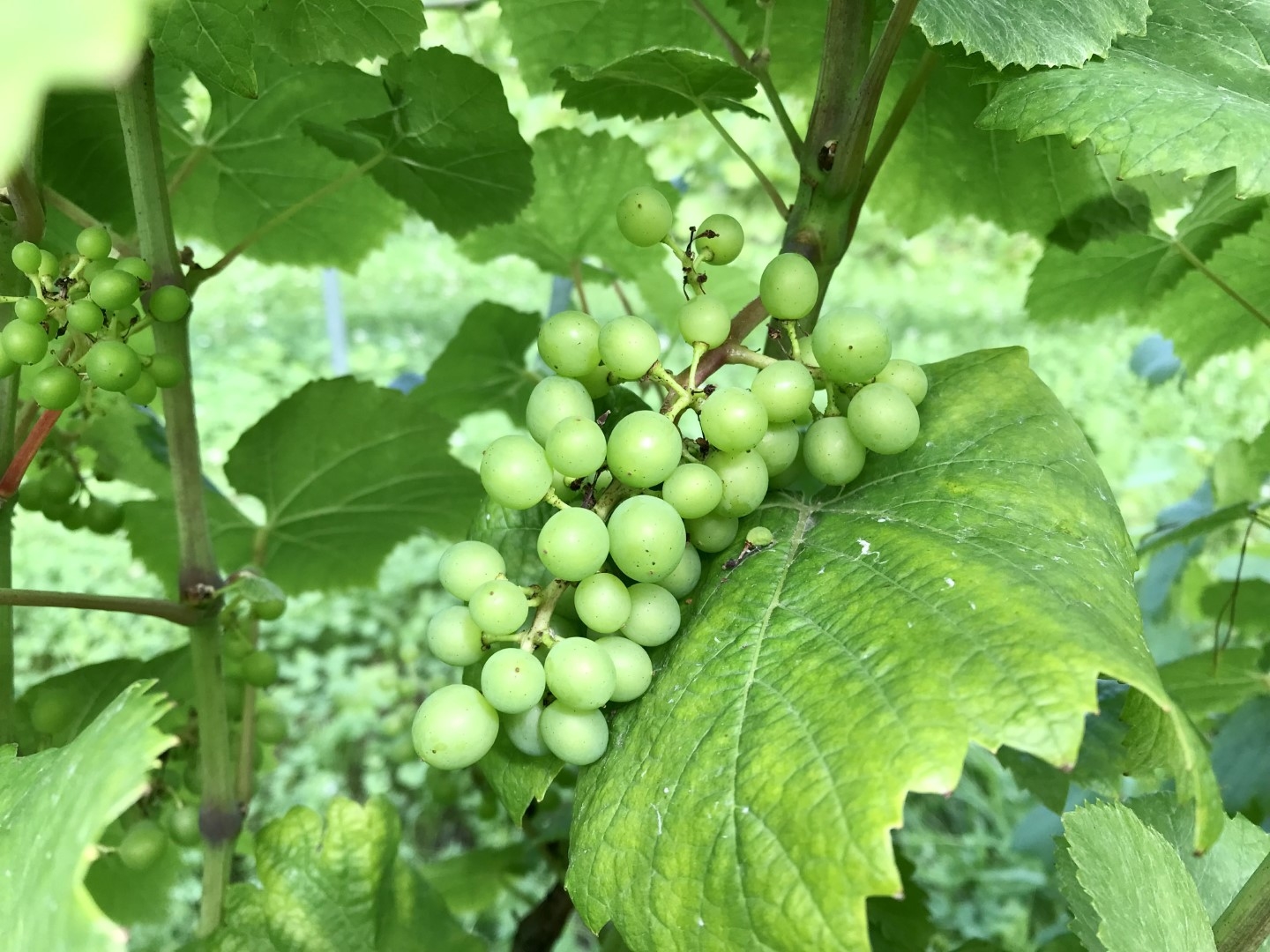 20220831_ks_wine4.jpg