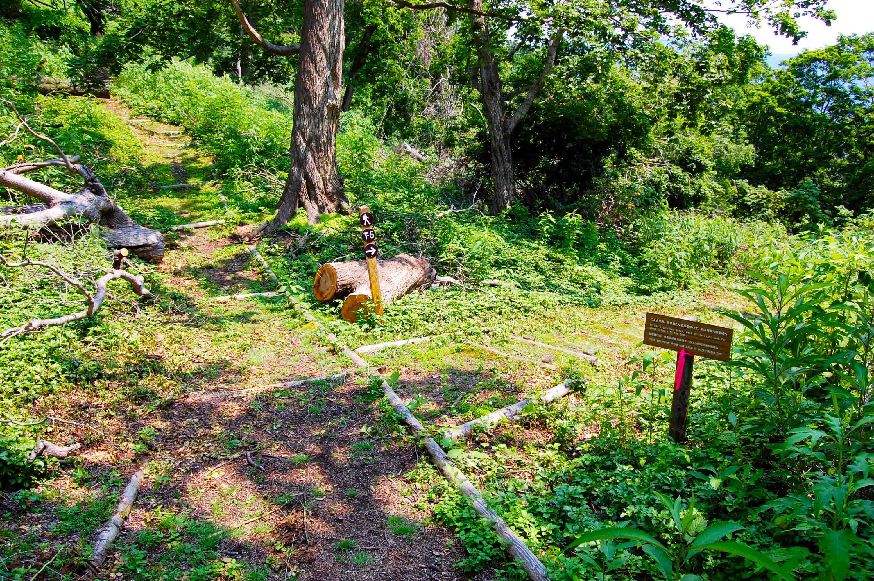 foot.path.nakajima10.jpg
