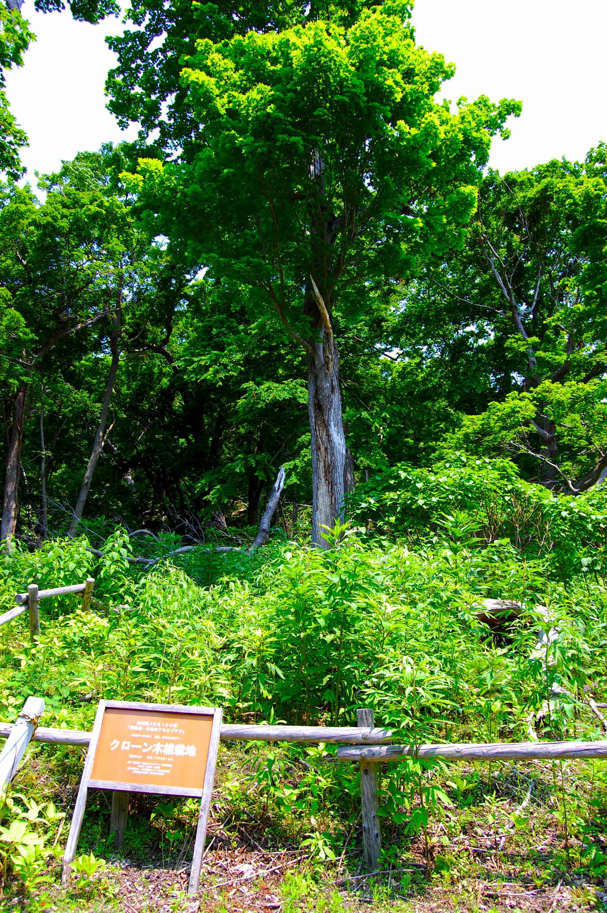 foot.path.nakajima11.part1.jpg