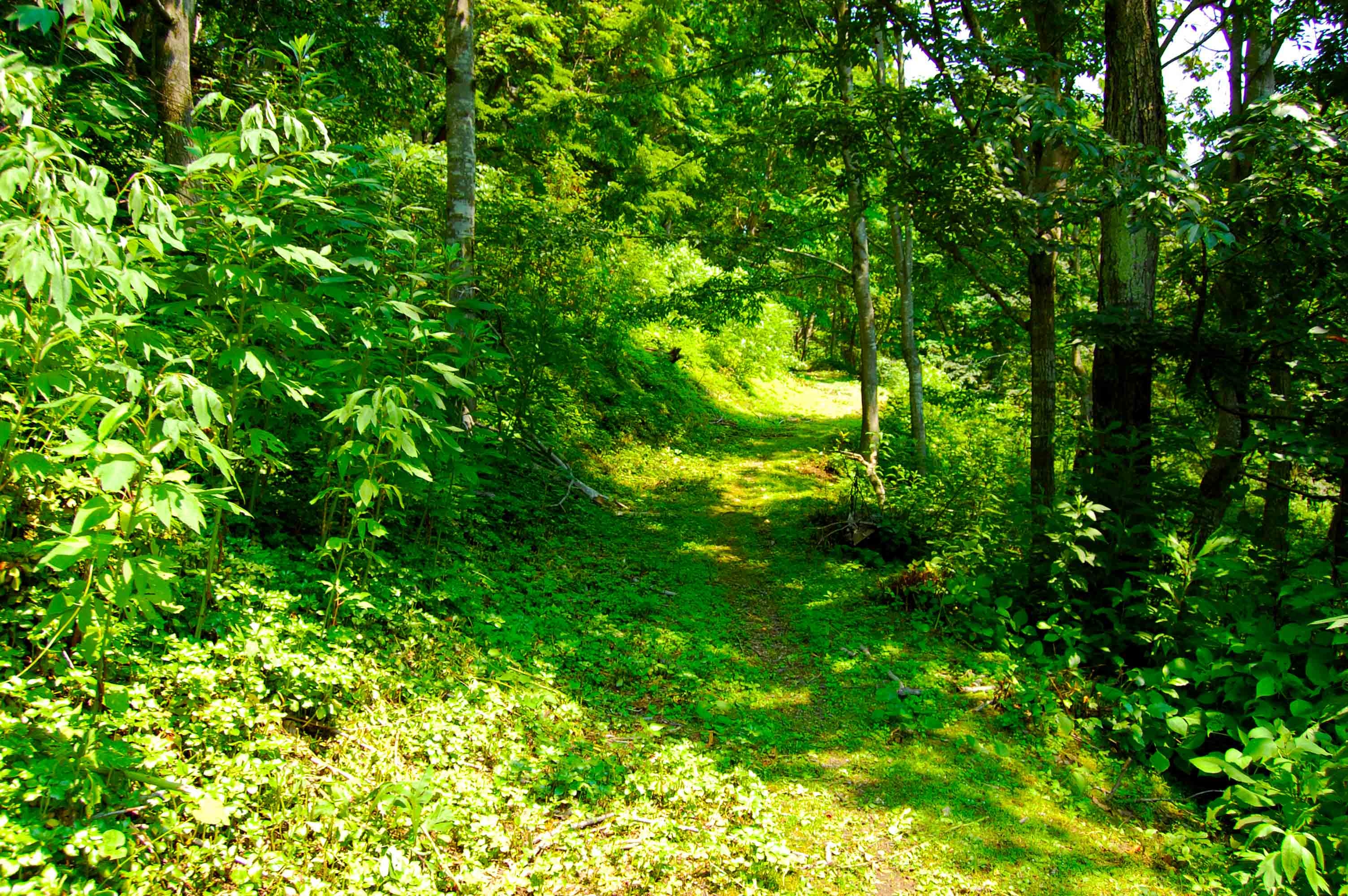 foot.path.nakajima12.jpg