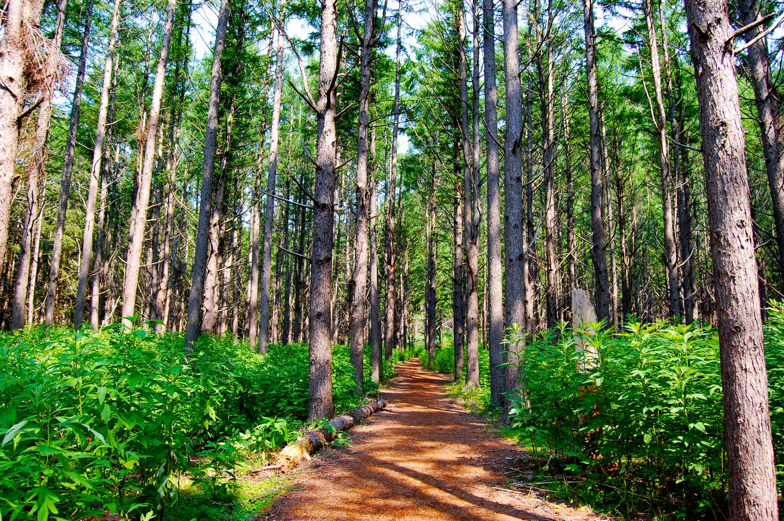foot.path.nakajima4.jpg