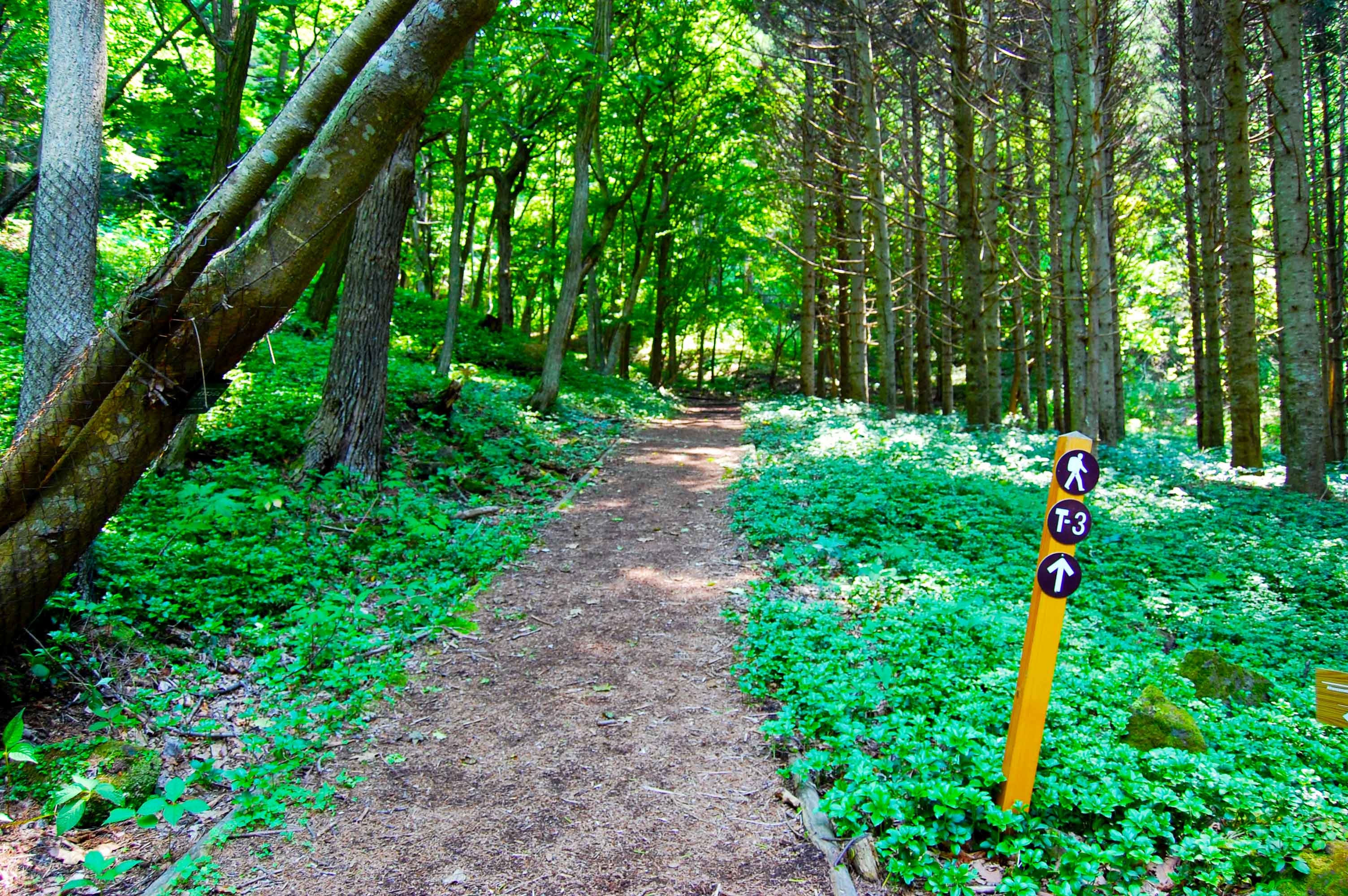 foot.path.nakajima5.jpg