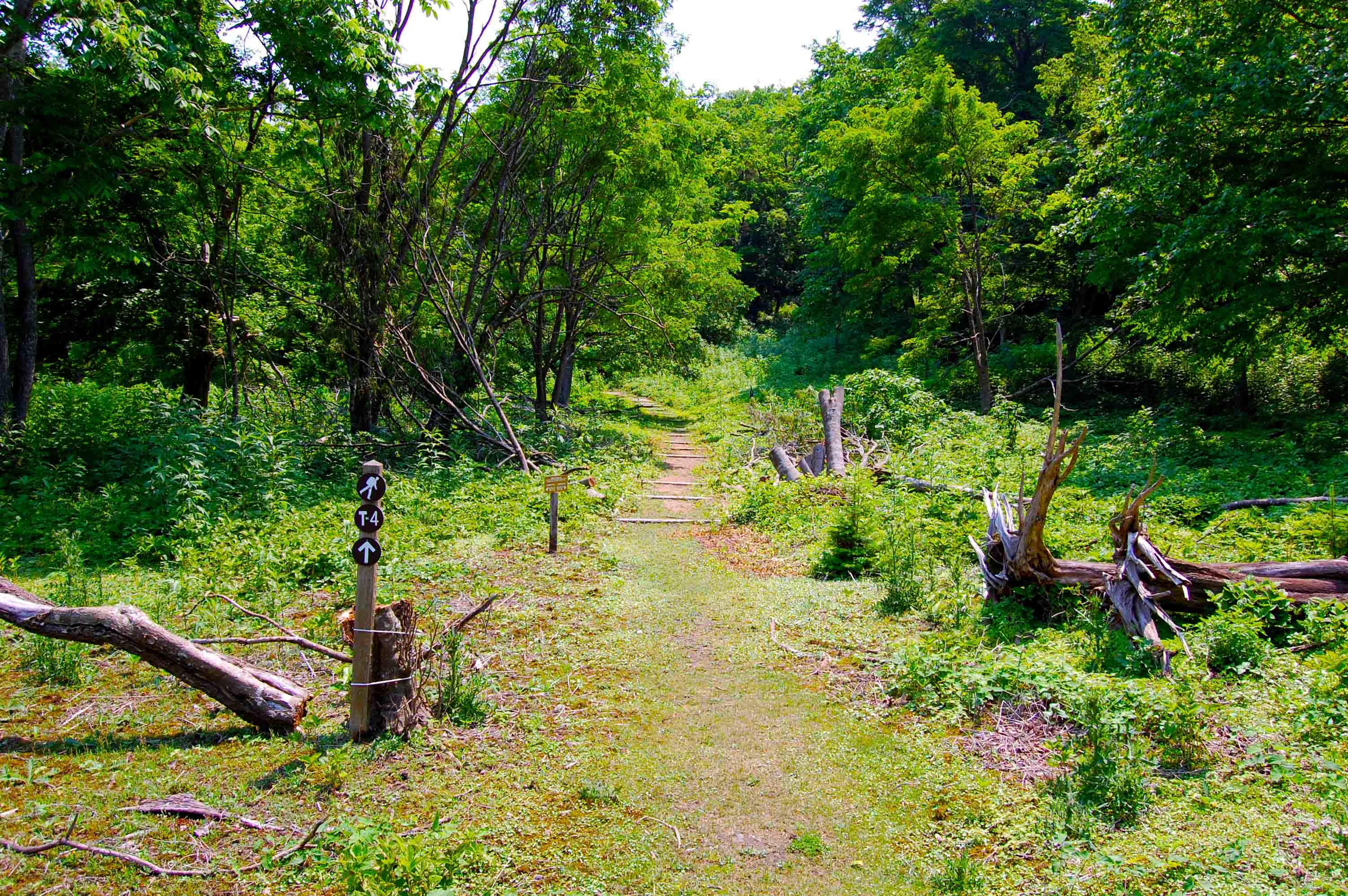 foot.path.nakajima9.jpg