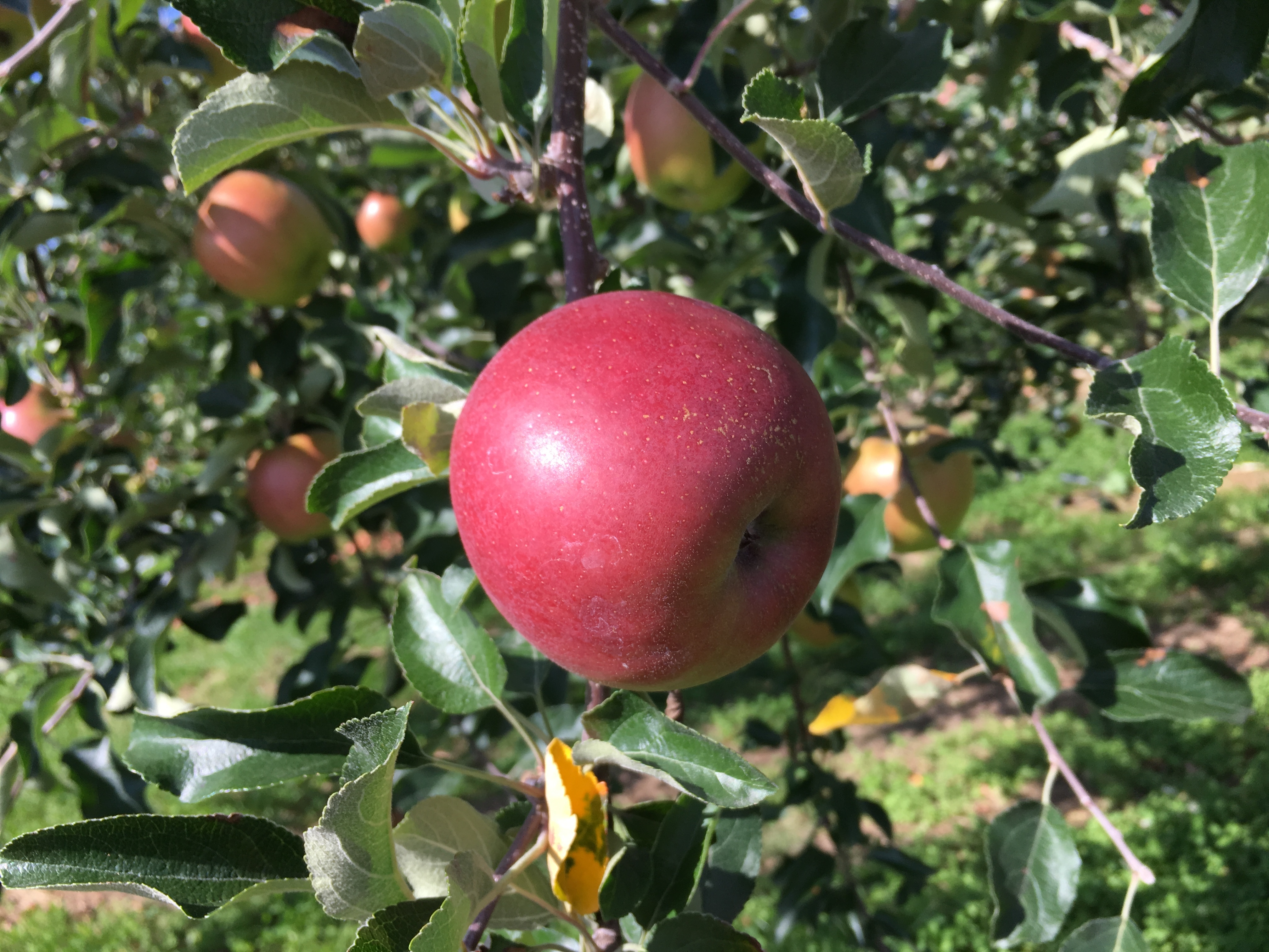 fotocon_apple.JPG