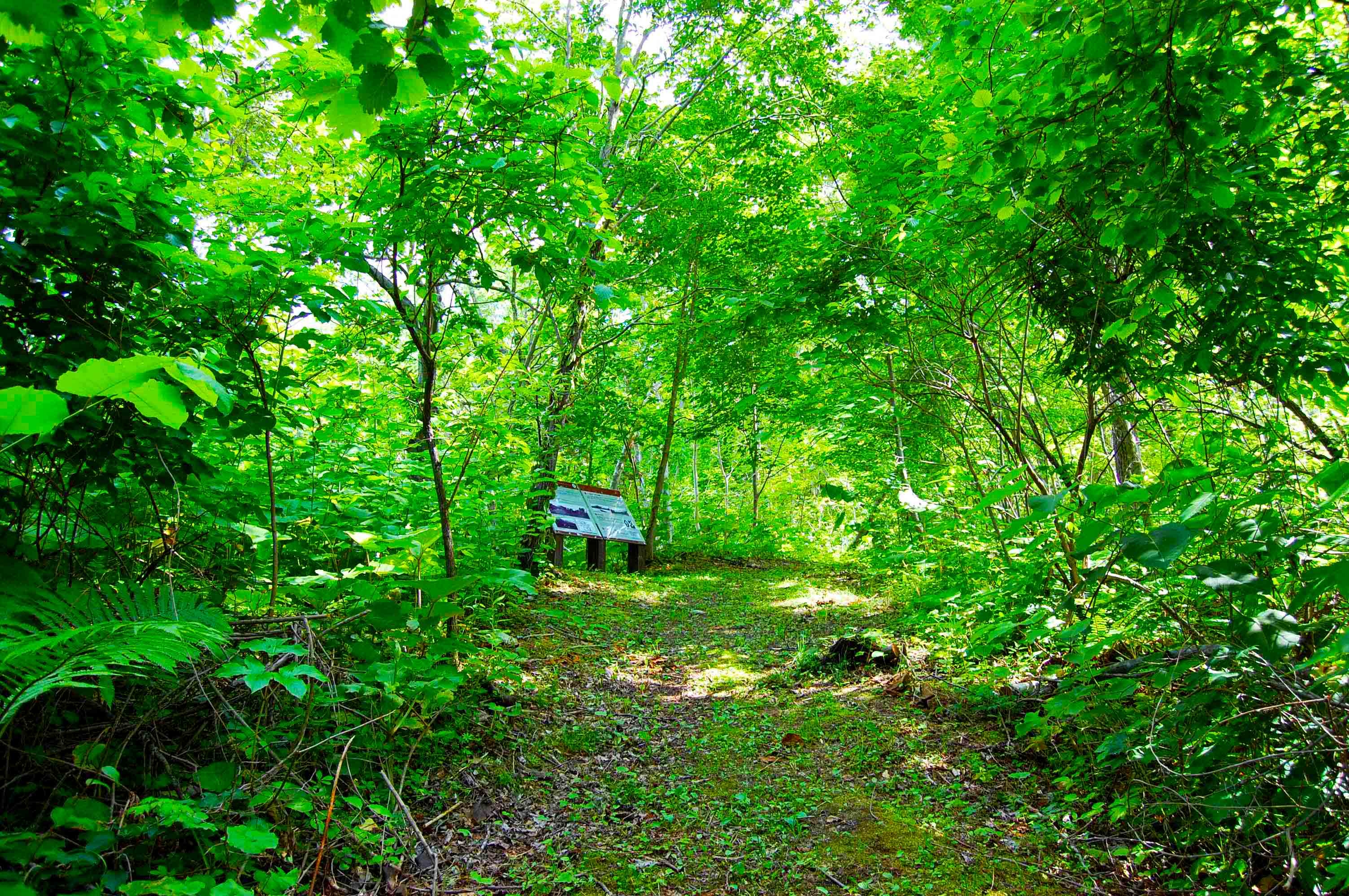 yosomiyama.foot.path.10.jpg
