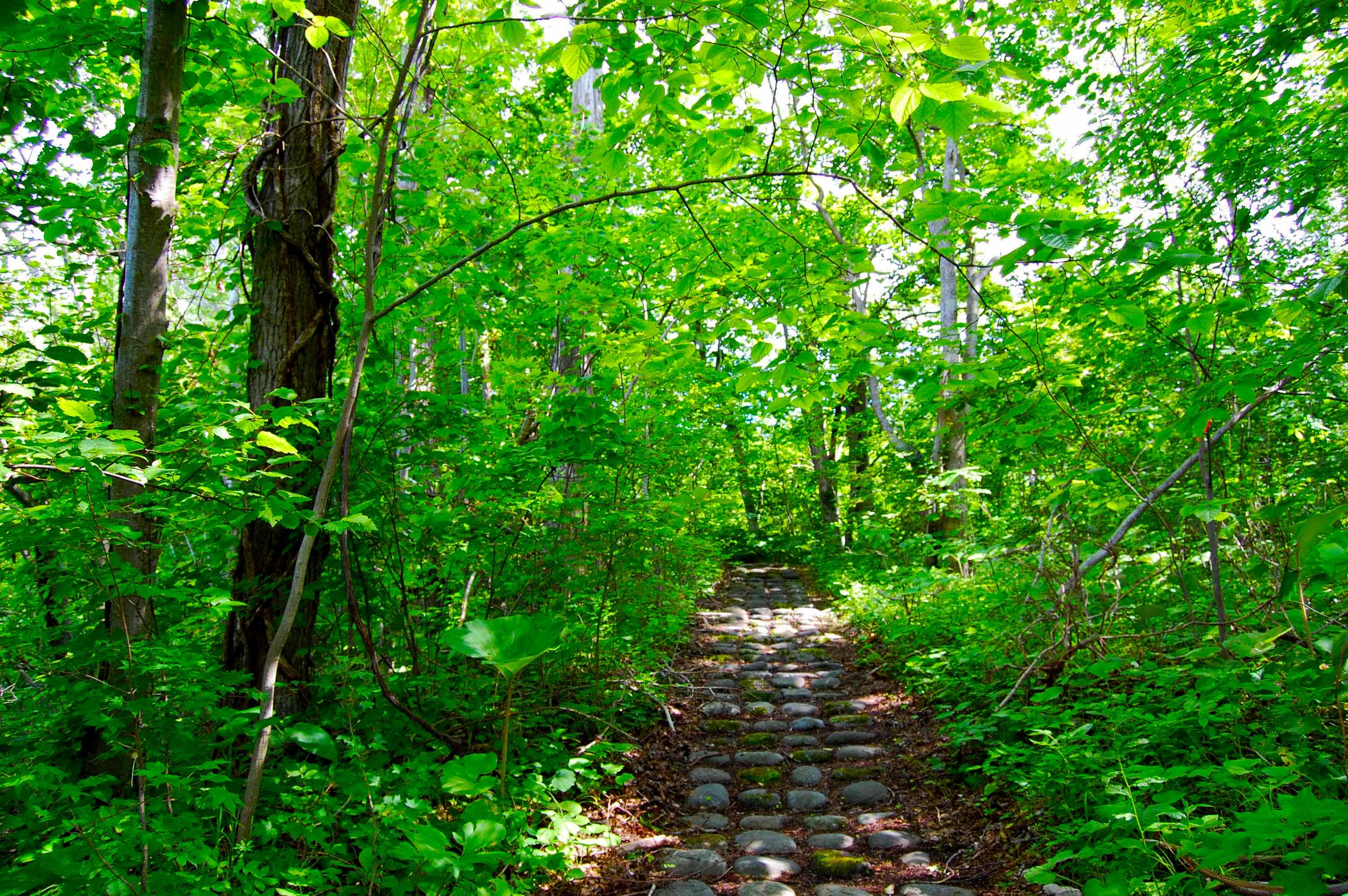 yosomiyama.foot.path.11.jpg