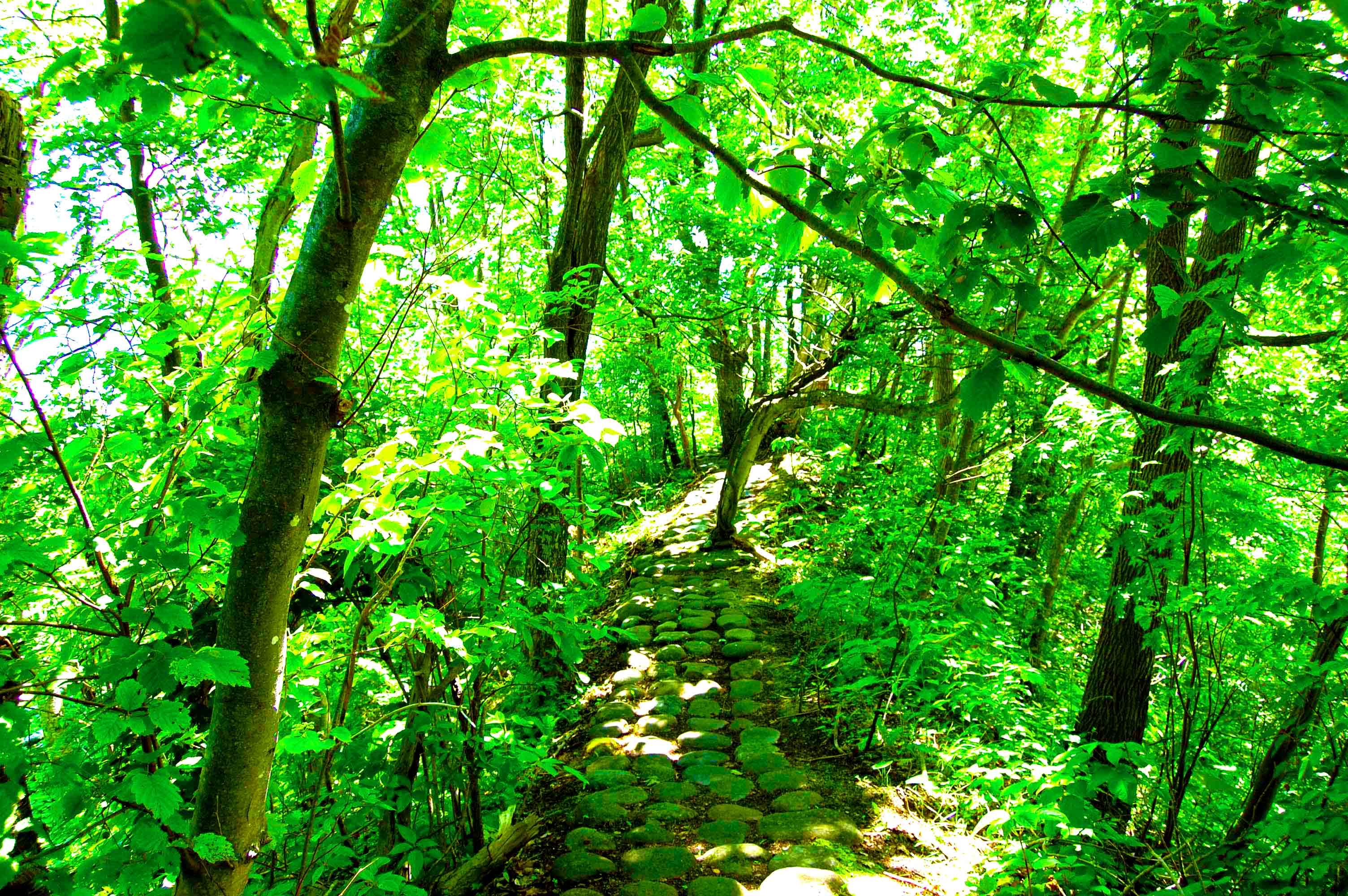 yosomiyama.foot.path.21.jpg
