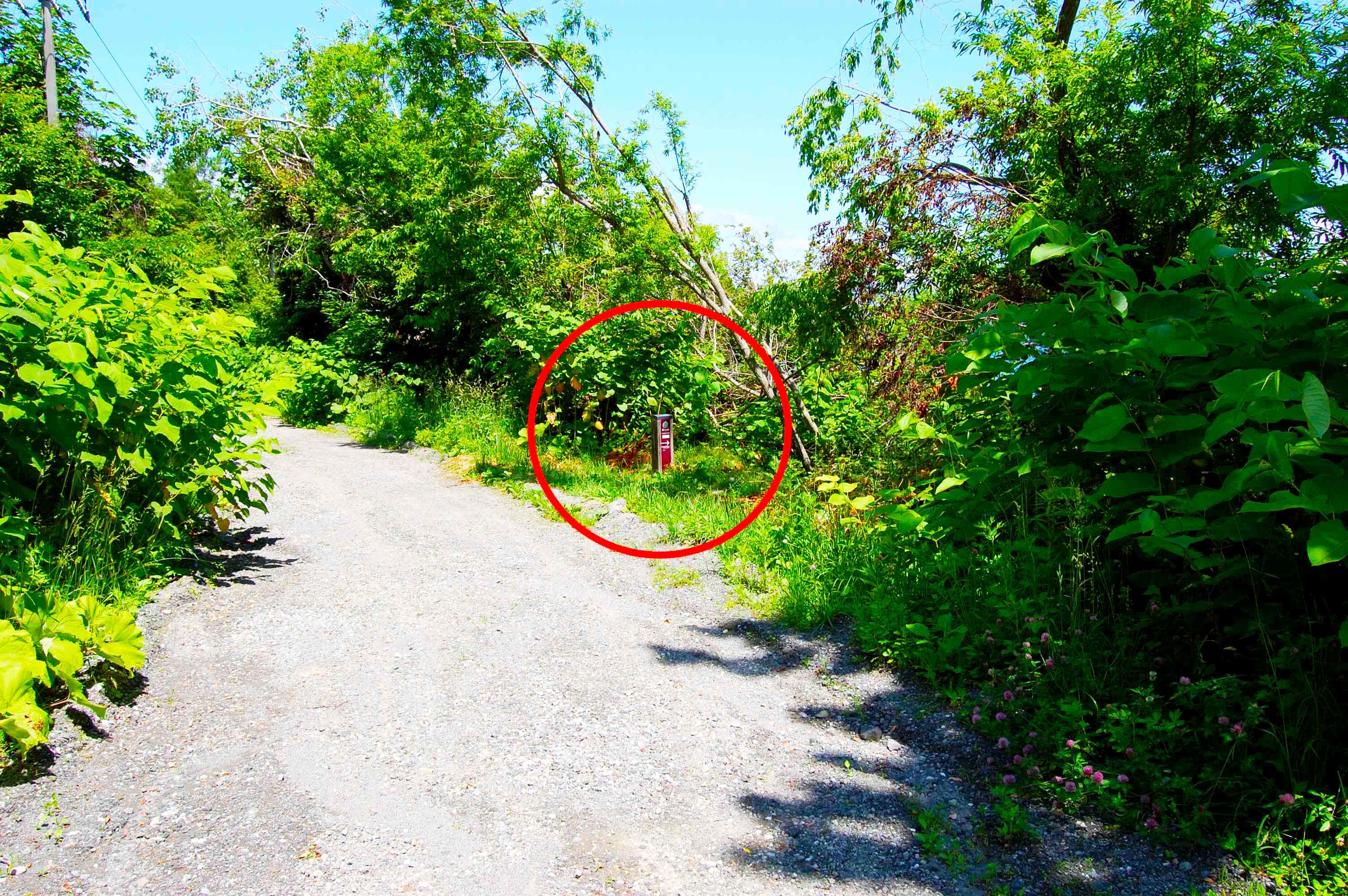 yosomiyama.foot.path.24.jpg