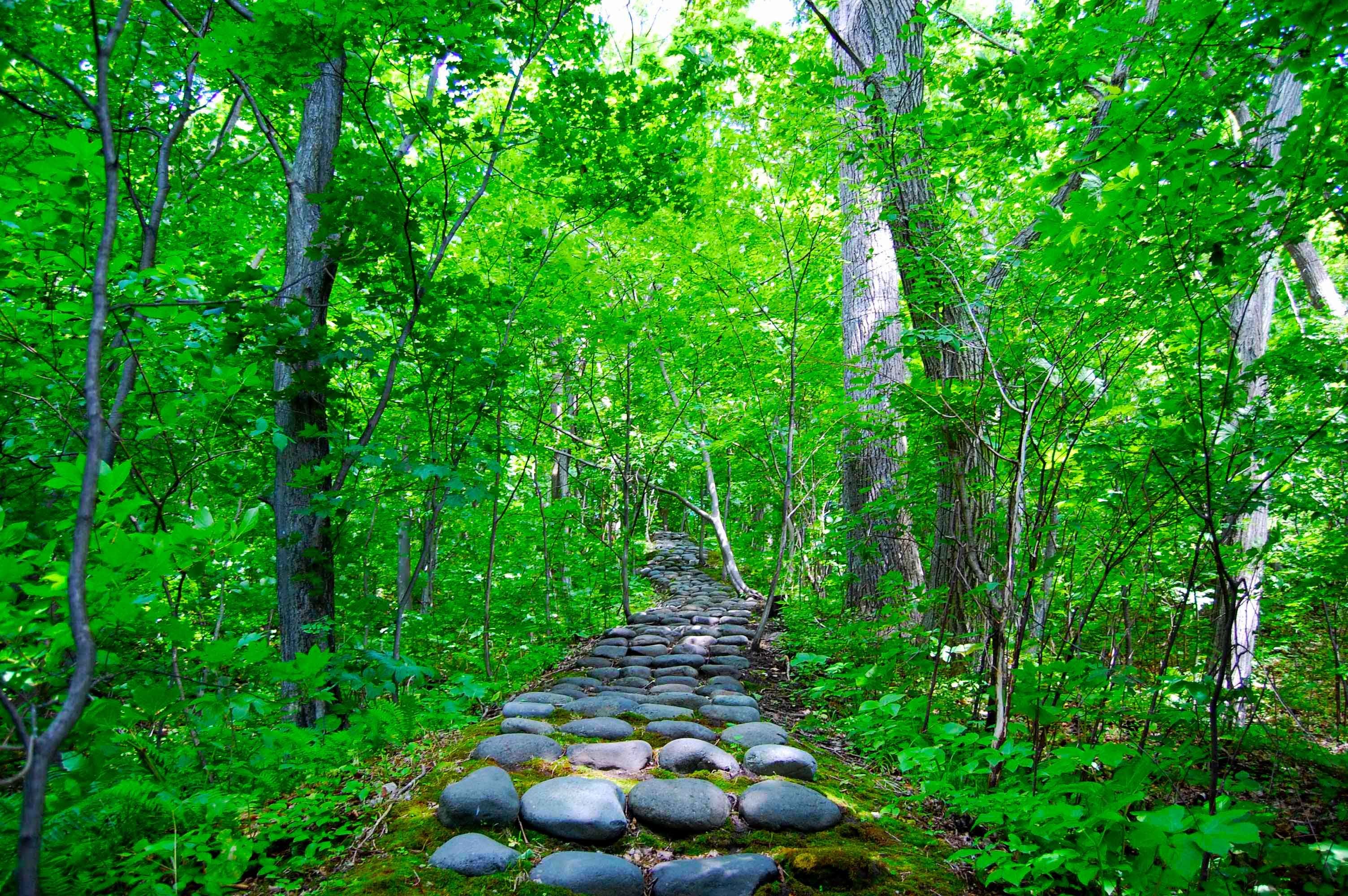 yosomiyama.foot.path.5.jpg