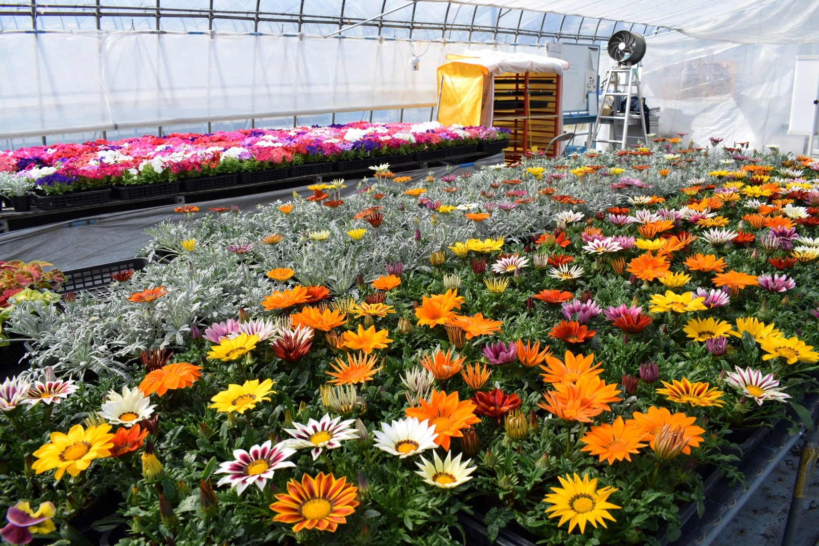 20190509_soko_asaichi_3.JPG